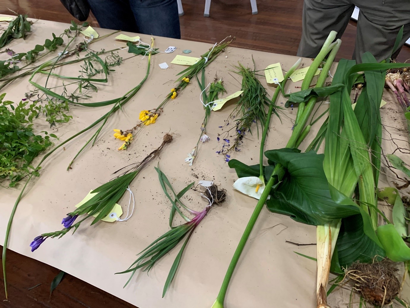 Workshop highlights the need for Weed ID
