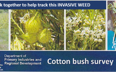 COTTON BUSH NOW – Please help map this invasive weed