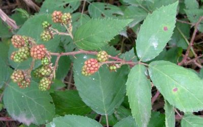 Ferguson River Blackberry Control Program Underway