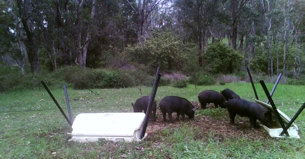 Feral Pigs Eating from HOGGONE Baiting System