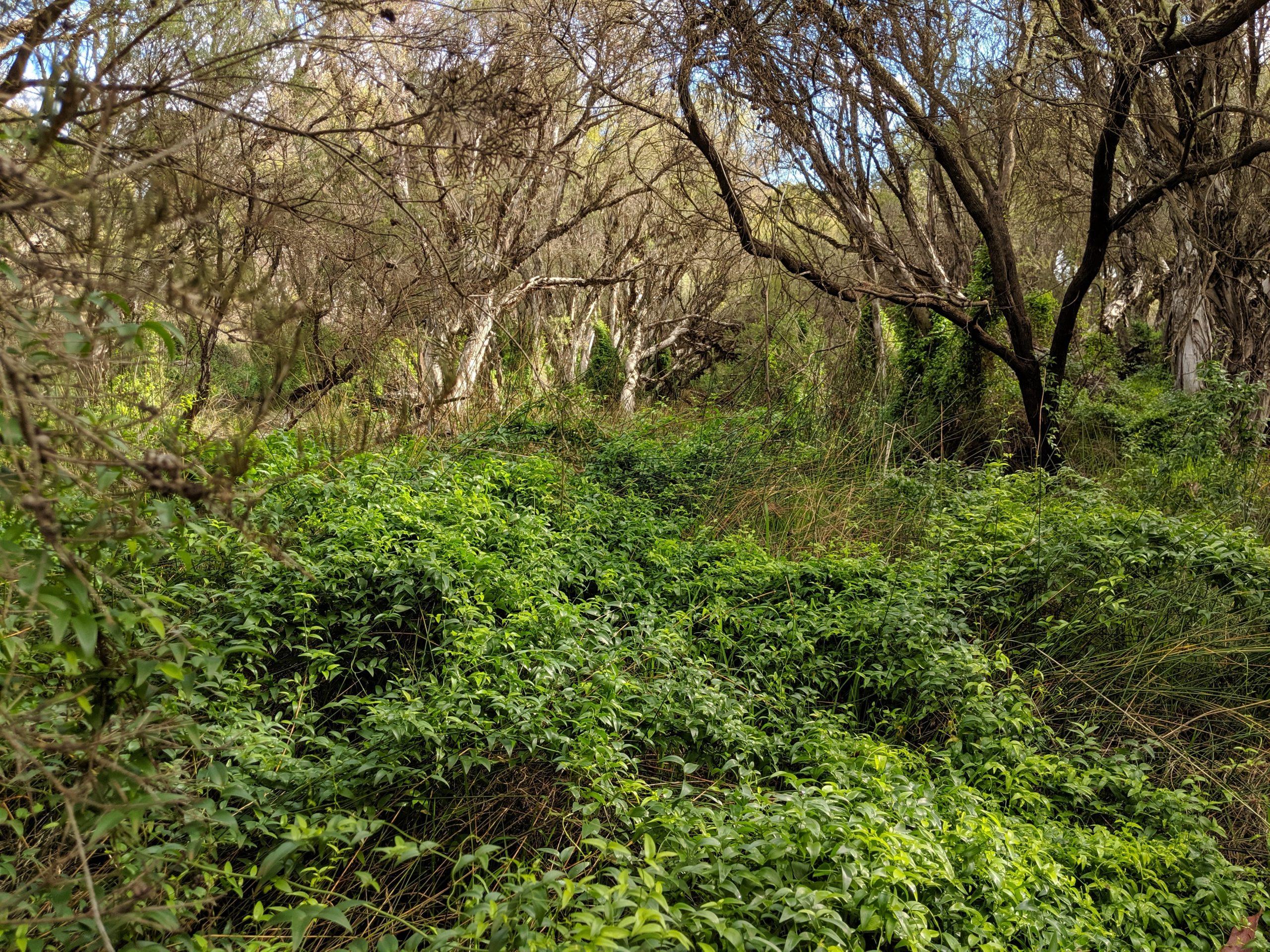 Bridal Creeper Control Program – Request for Expressions of Interest