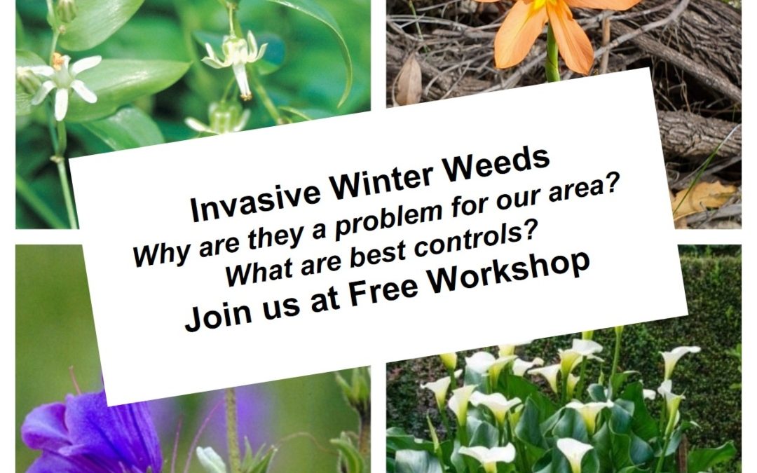 Winter Weeds Awareness Workshops