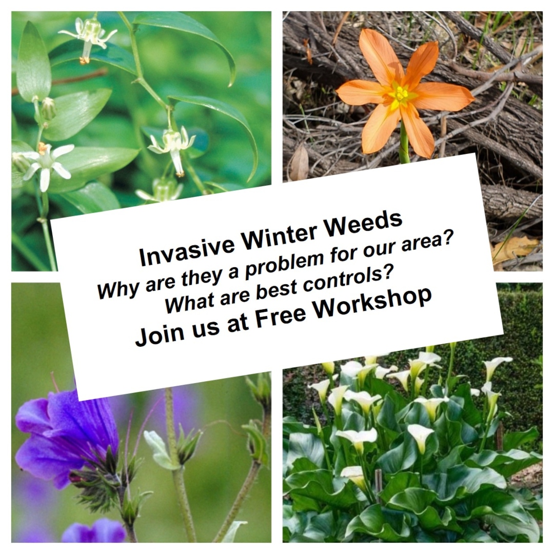 Winter Weeds Awareness Workshops