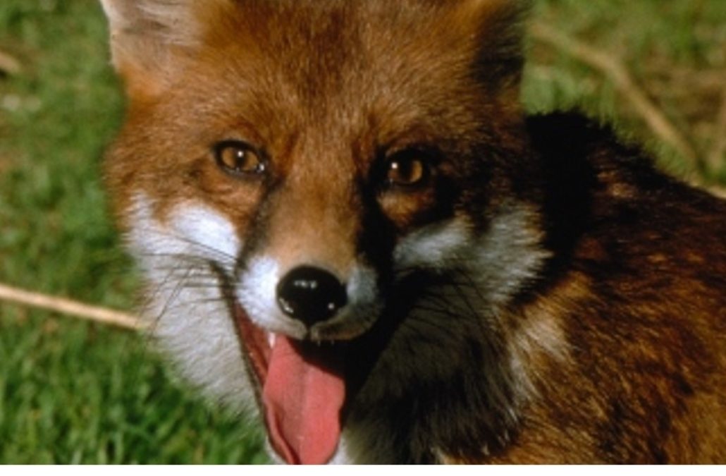 Fox Breeding Season Is Now!