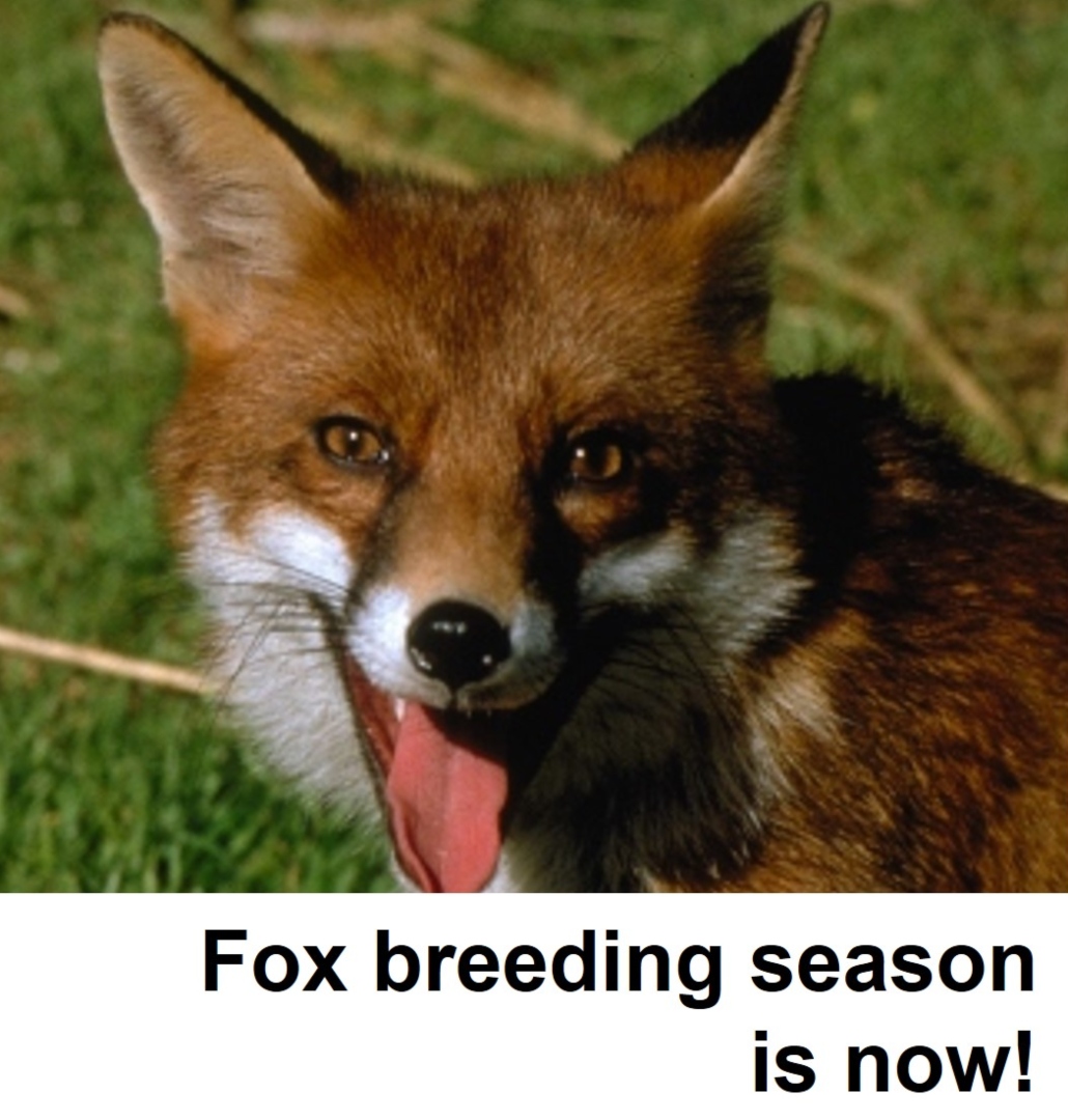 Fox Breeding Season Is Now!