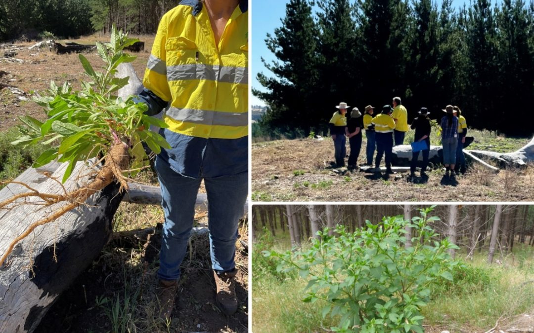 Pokeweed Field Workshop – provide opportunity to be “up close and personal” with this highly toxic, relatively new weed to South West WA
