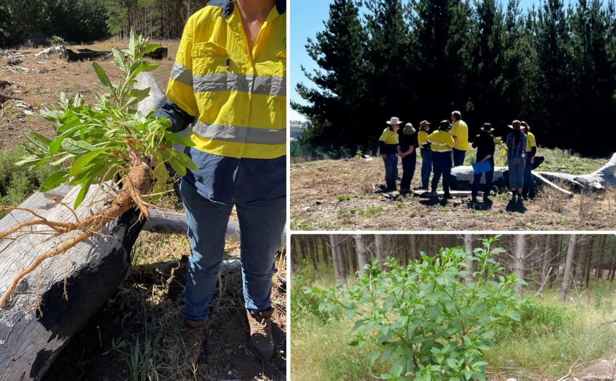 Pokeweed Field Workshop – provide opportunity to be “up close and personal” with this highly toxic, relatively new weed to South West WA