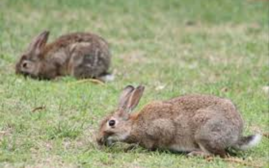 Rabbit Control – Persistence & Integration of Appropriate Tools and Methods