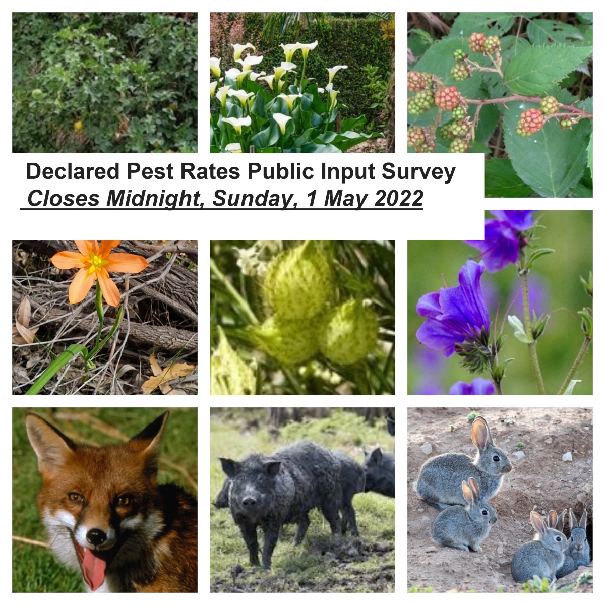 Declared Pest Rates – State Invites Public Submissions thru 1 May 2022