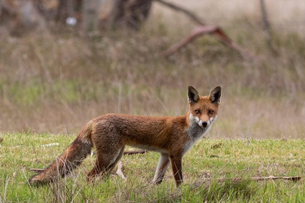 Red Fox Pest Control