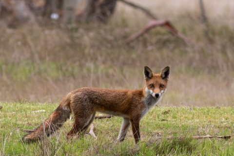 Red Fox (Vulpes vulpes) | Leschenault Biosecurity