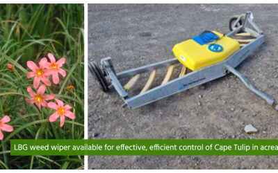 CAPE TULIP  – CONTROL WHEN FLOWERS BEGIN TO BUD – Weed Wiper Provides for Cost-effective, Efficient Control