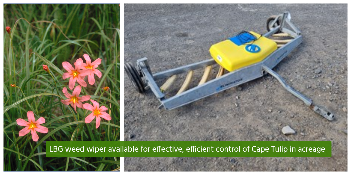 CAPE TULIP – CONTROL WHEN FLOWERS BEGIN TO BUD – Weed Wiper Provides for Cost-effective, Efficient Control