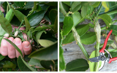 Biosecurity Alert –  Citrus Gall Wasp – Home Gardeners Urged to be on Look Out & Act Now