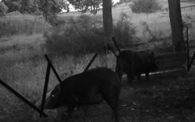 The WA Feral Pig Advisory Group – LBG participates in group’s first committee meeting