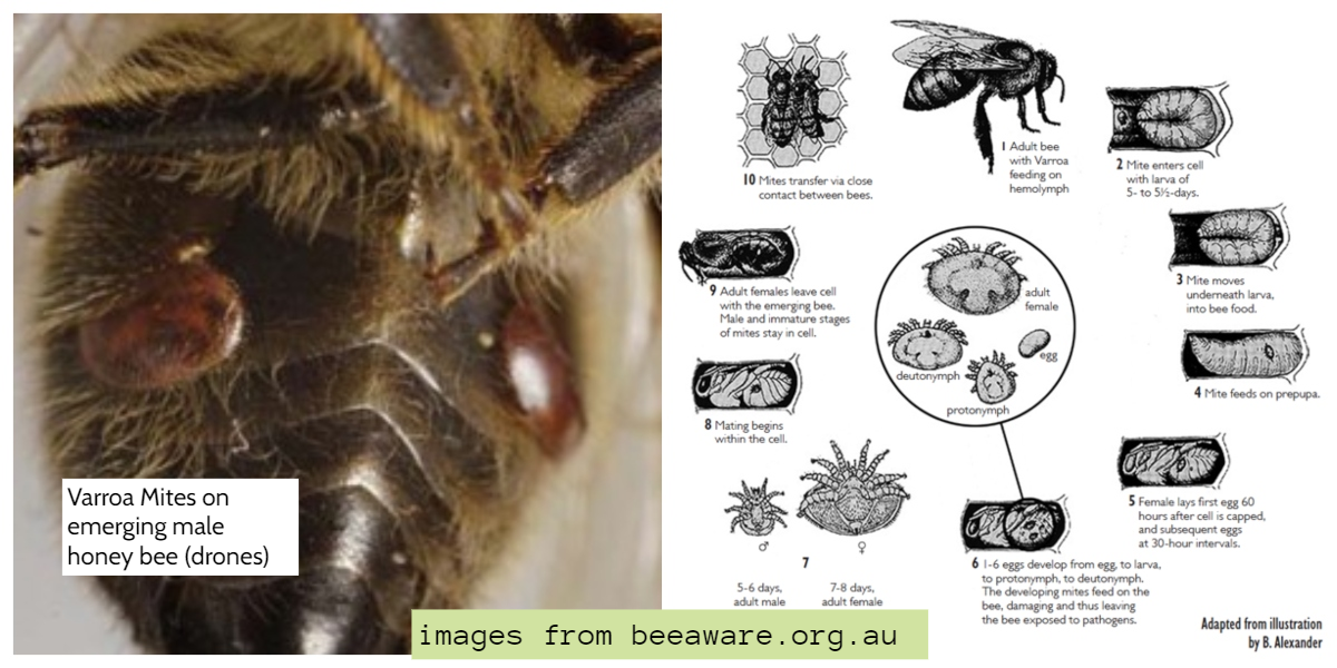 Biosecurity Alert – Varroa Mite: Bee Biosecurity DPIRD Media Release 04 July 22