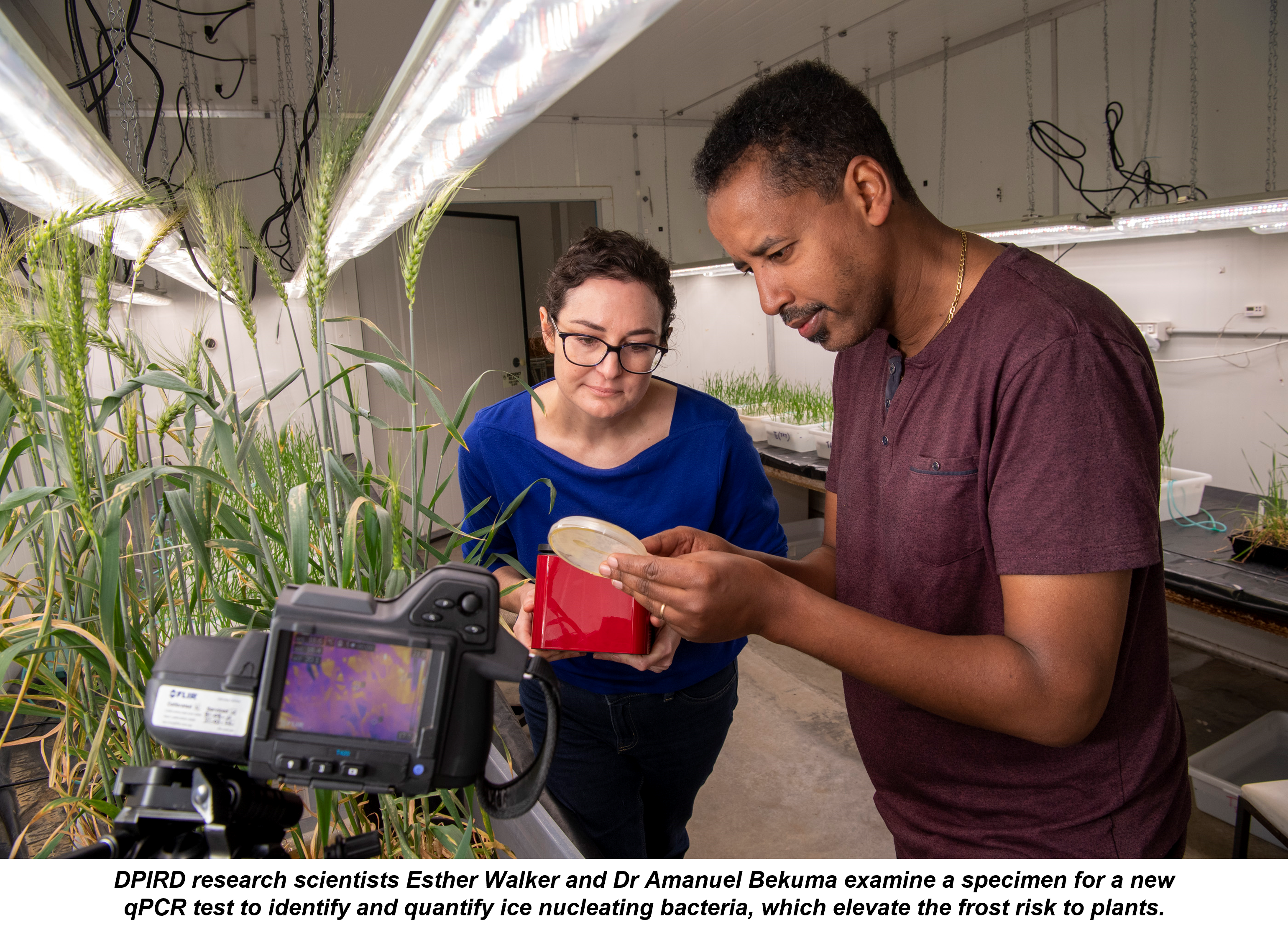 New Test to Assess Frost Risk to Plants