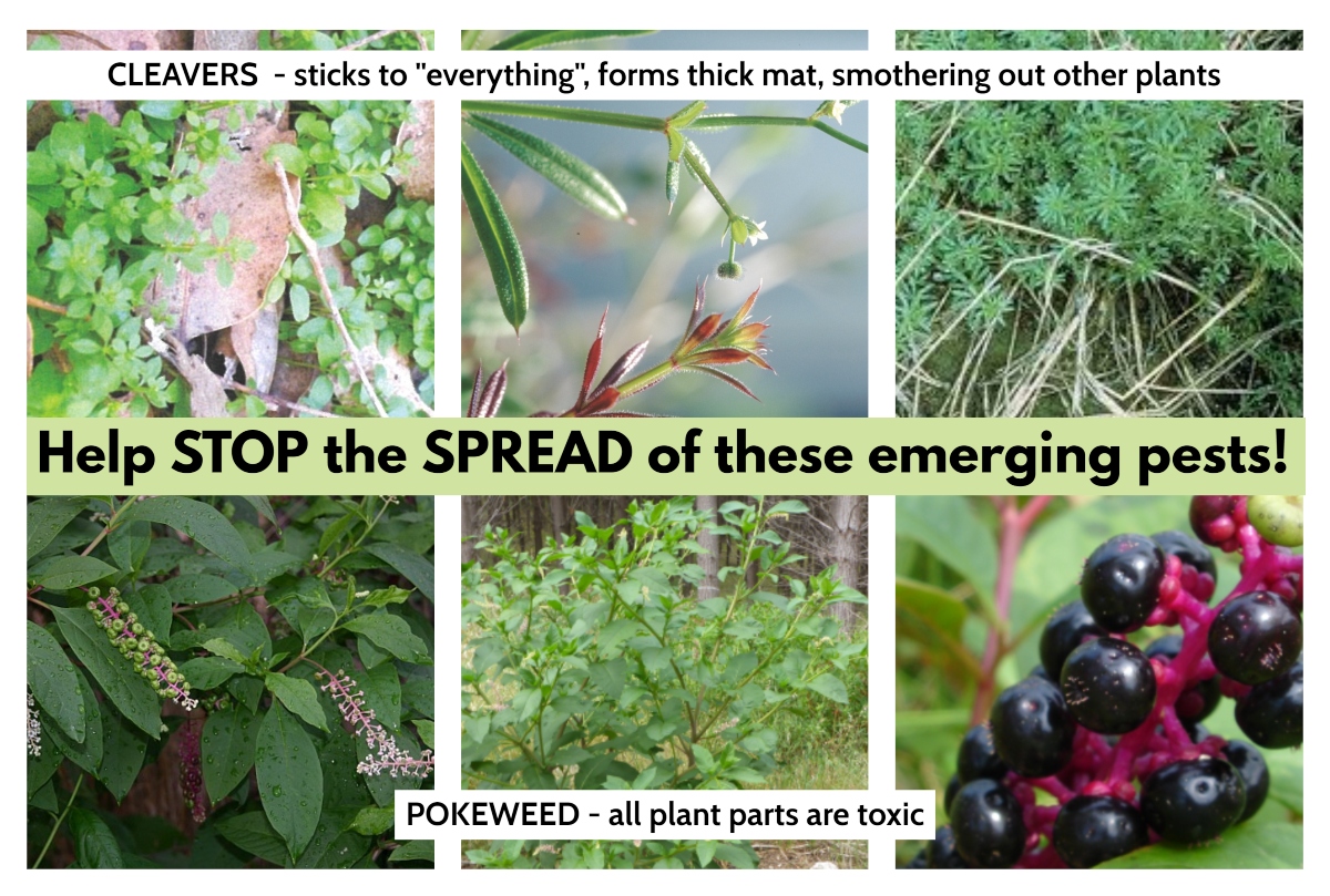 EMERGING THREATS – CLEAVERS & POKEWEED