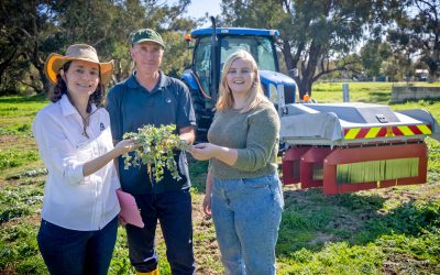 Positive Start to DPIRD’s Electric Weed Control Trials