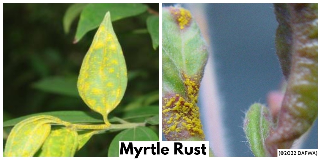 Biosecurity Alert  – Myrtle Rust