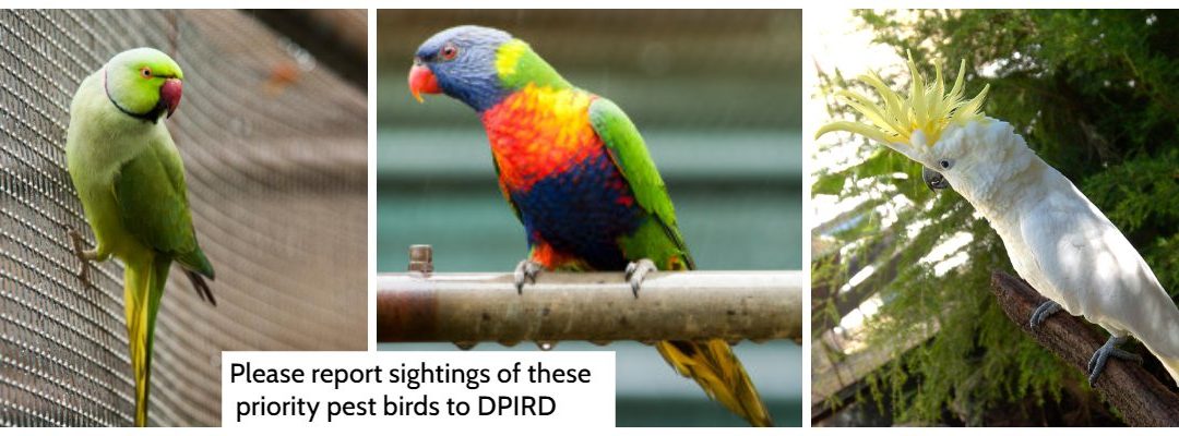 DPIRD call for assistance to locate declared pest birds