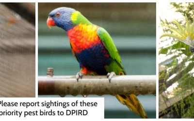 DPIRD call for assistance to locate declared pest birds