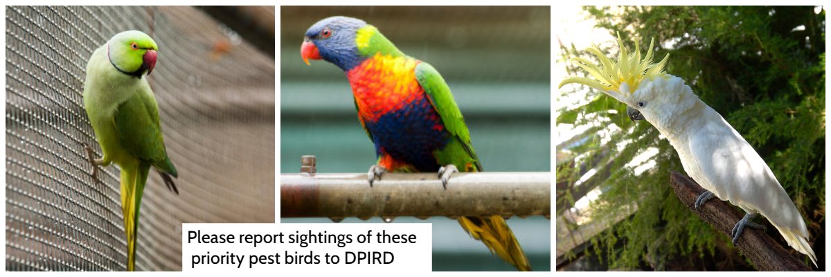 DPIRD call for assistance to locate declared pest birds