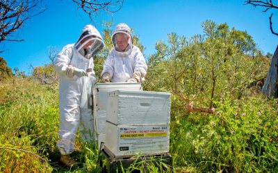 Operation Flower Meadow highlighting bee biosecurity traceability