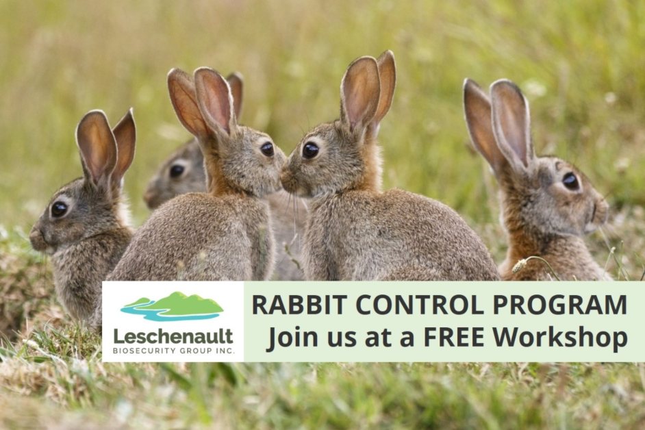 Rabbit Control Calicivirus RHDV1 K5 Release Program – January 2024 Workshops