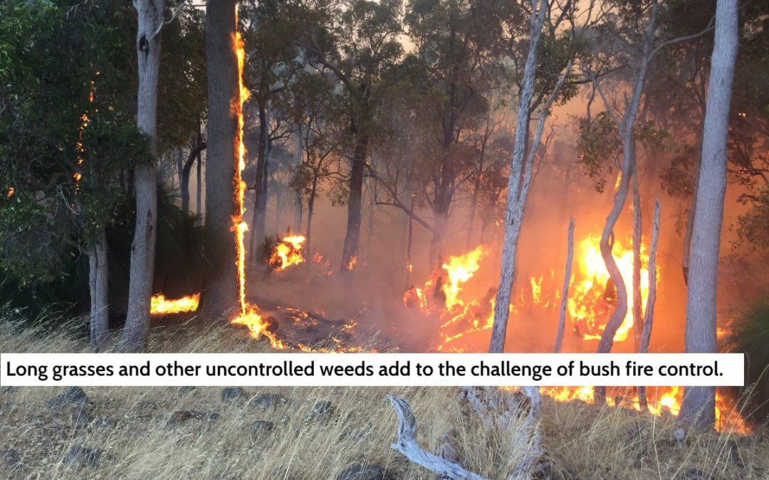 Weeds as Fuel for Fire – An Added Challenge for Fire Control