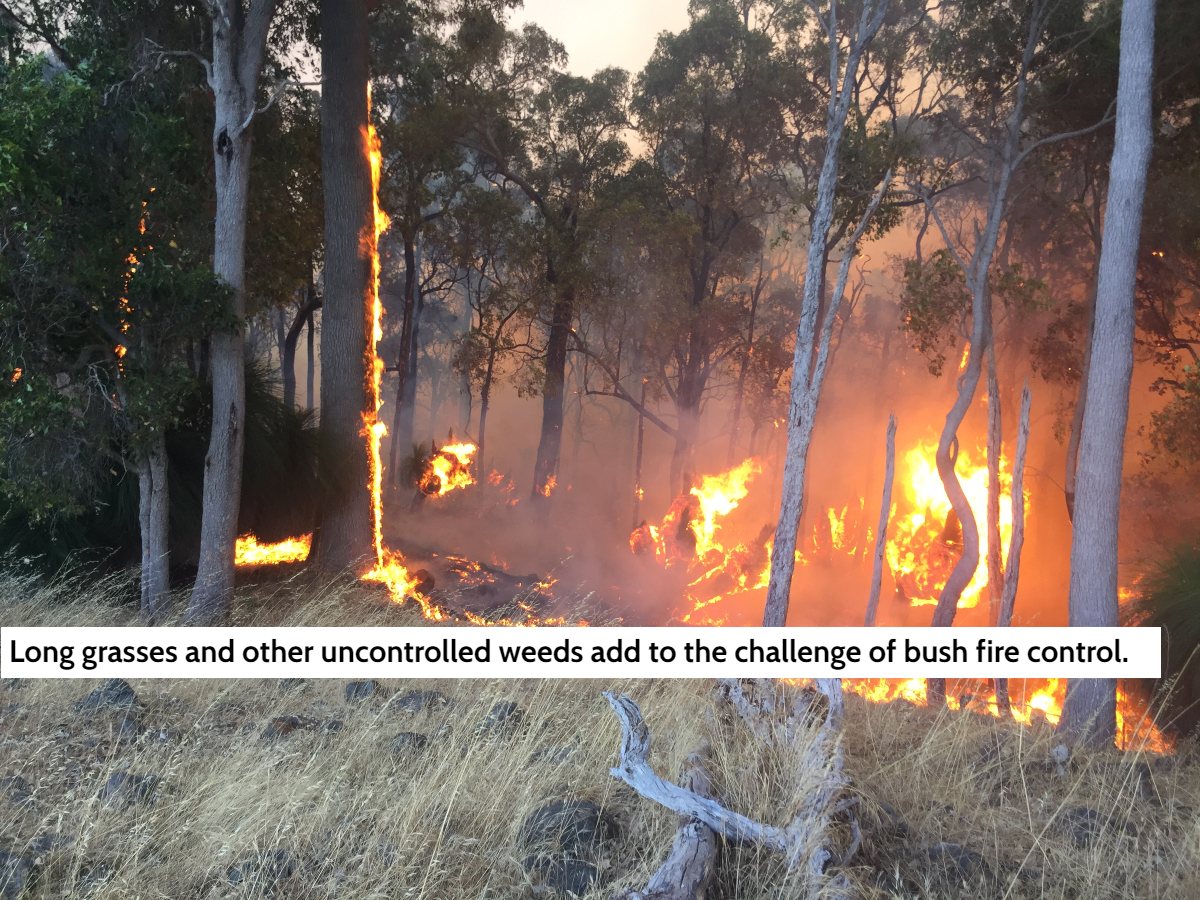 Weeds as Fuel for Fire – An Added Challenge for Fire Control
