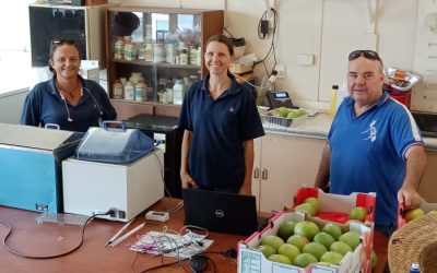Research Project Unblocks Barrier to Using Hot Water for Fruit Fly Disinfestation in Mangos