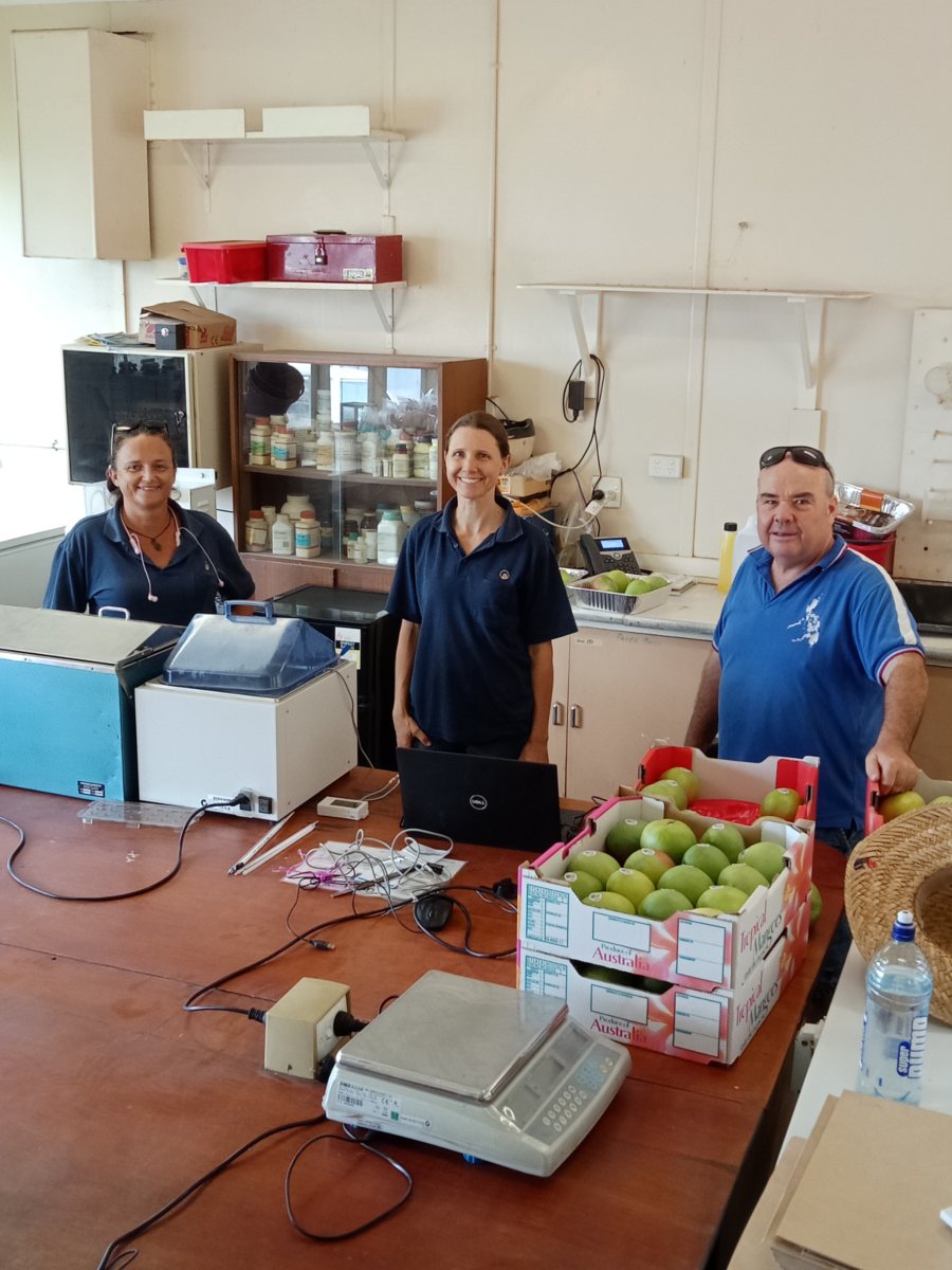 Research Project Unblocks Barrier to Using Hot Water for Fruit Fly Disinfestation in Mangos
