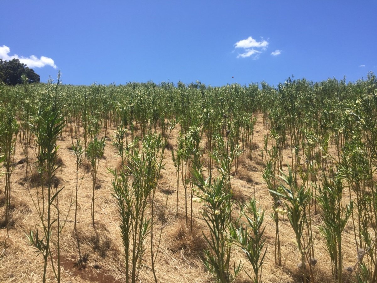 Collaboration to Tackle Significant Cotton Bush Infestation