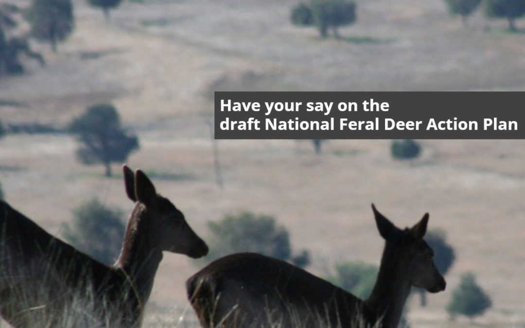 Draft National Feral Deer Action Plan – Have Your Say