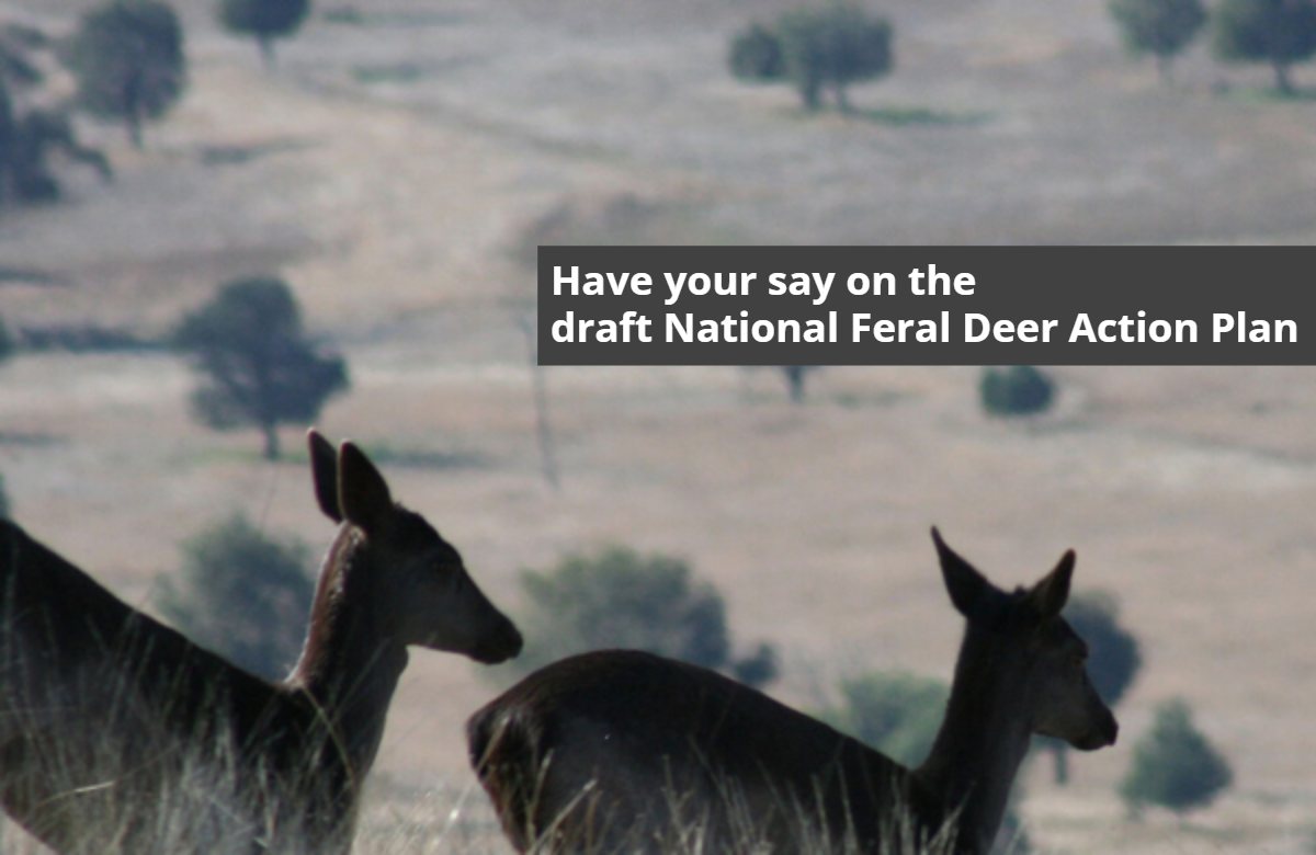 Draft National Feral Deer Action Plan – Have Your Say