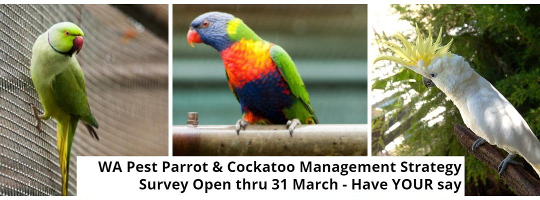 Pest Parrots and Cockatoos – Have YOUR Say thru new survey