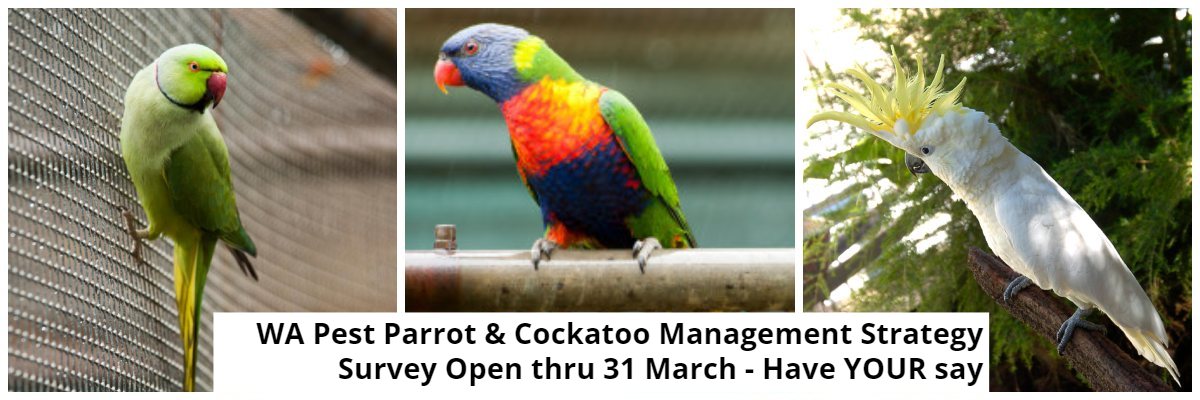 Pest Parrots and Cockatoos – Have YOUR Say thru new survey