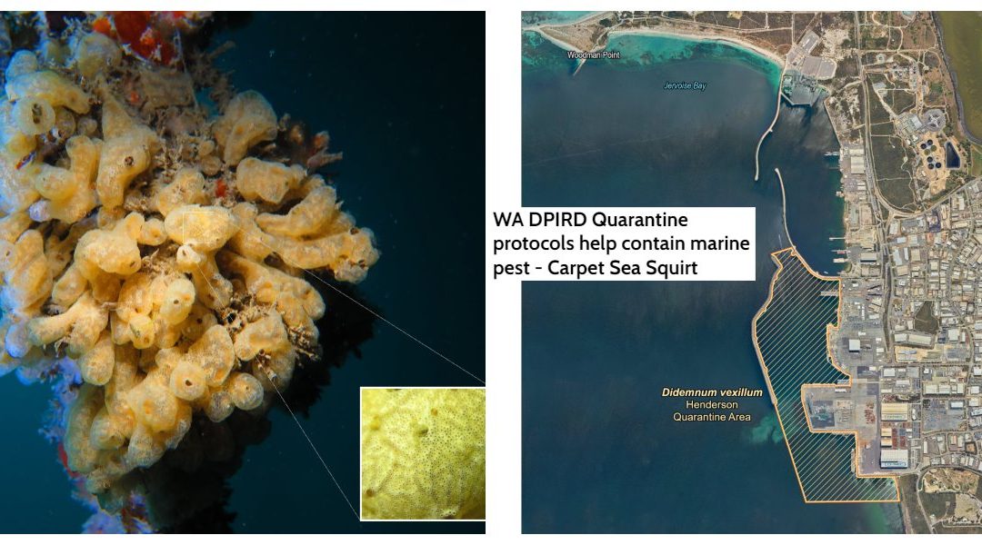 WA DPIRD Quarantine Protocols Help Contain Marine Pest