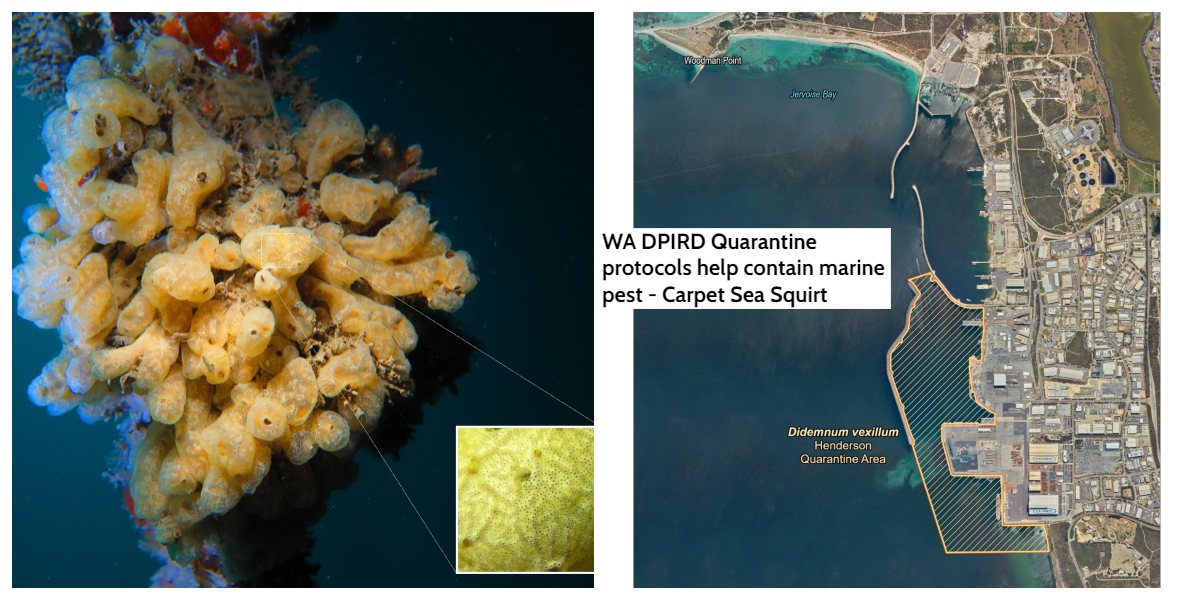 WA DPIRD Quarantine Protocols Help Contain Marine Pest