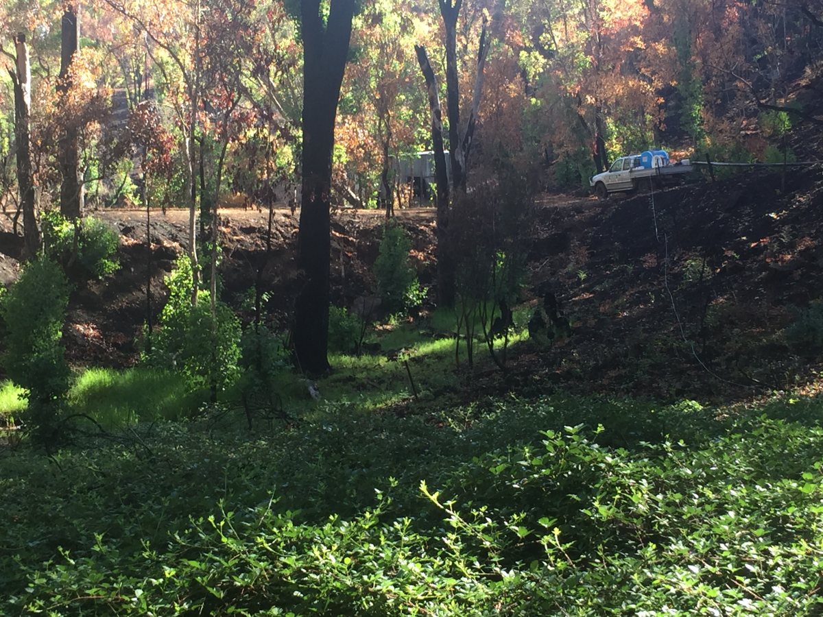 Post-Fire Response to Weed Control
