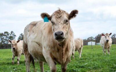 Grants for Cattle Biosecurity Research & Development Projects