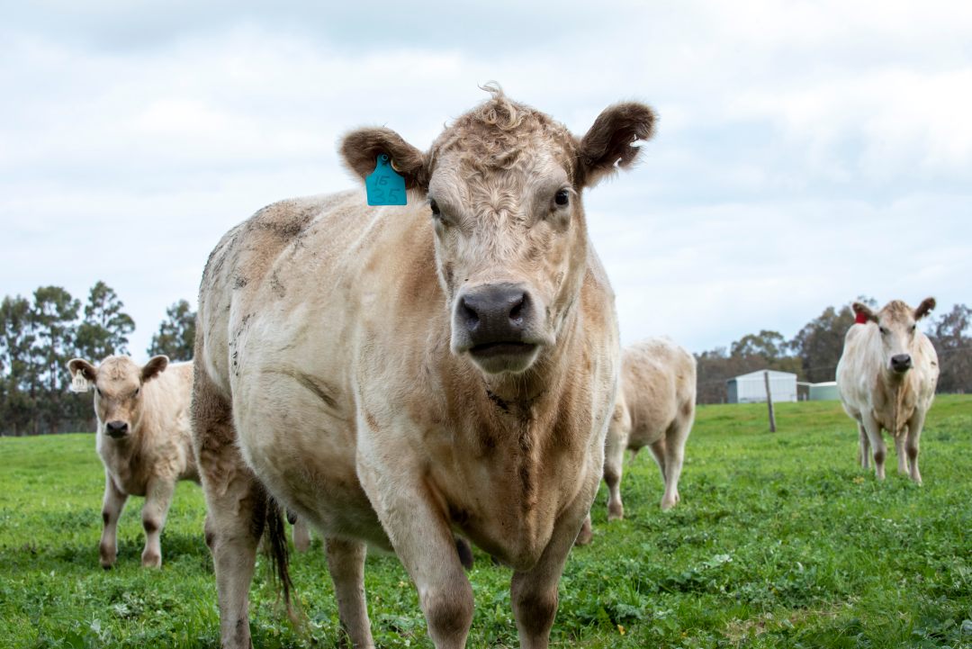 Grants for Cattle Biosecurity Research & Development Projects
