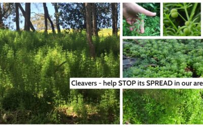 Cleavers…Vigilance Required to Stop the Spread