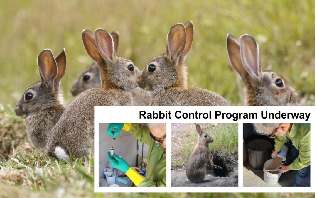 Rabbit Control – Calicivirus RHDV1-K5 Release Program January – April 2024