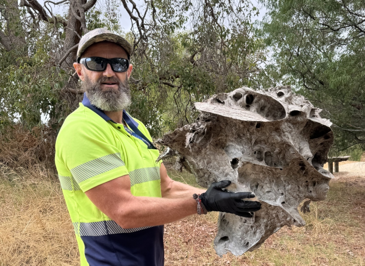 Bunbury-area Residents – Please Be On LOOKOUT for European wasps