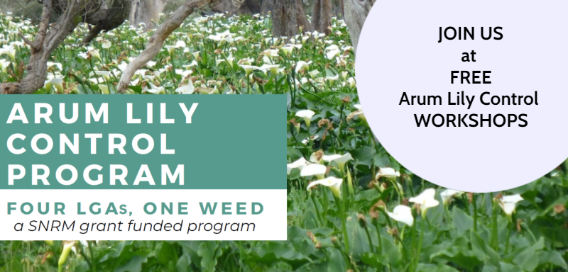 Arum Lily Control Workshops