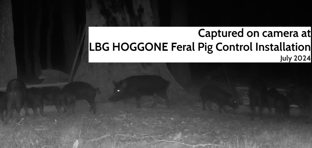 LBG Winter Feral Pig Control – HOGGONE Successes Continue!