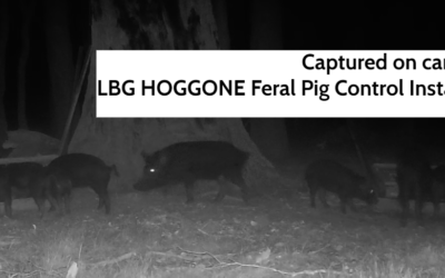 LBG Winter Feral Pig Control – HOGGONE Successes Continue!