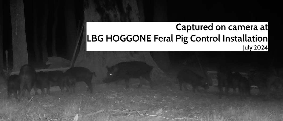 LBG Winter Feral Pig Control – HOGGONE Successes Continue!